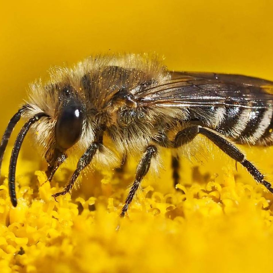 Abeille sauvage.jpg