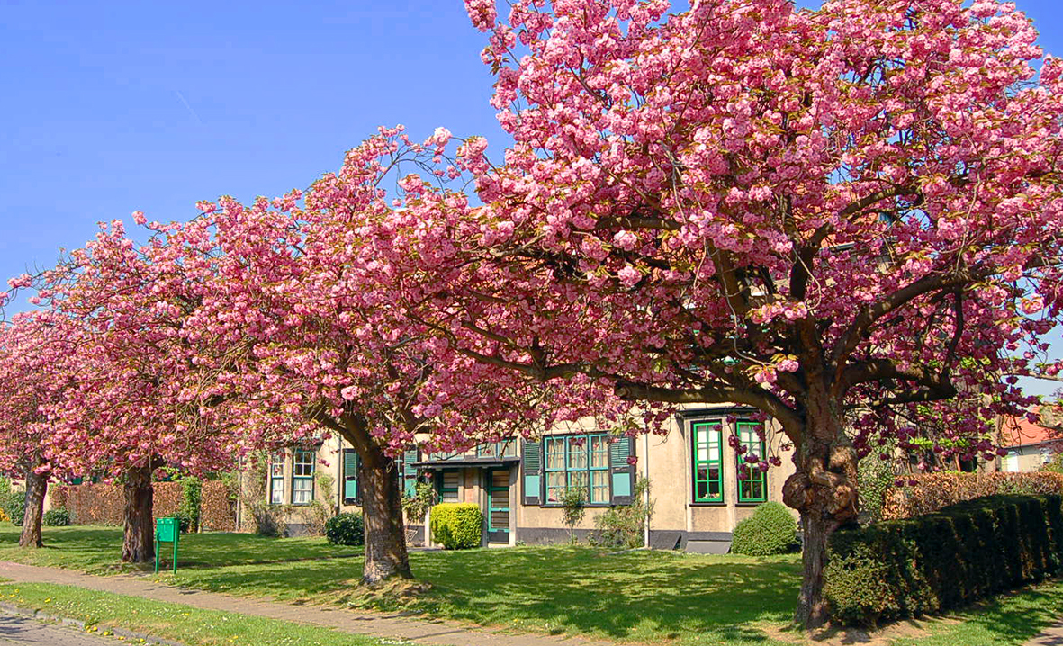 Cités-Jardins_cerisier_2.jpg