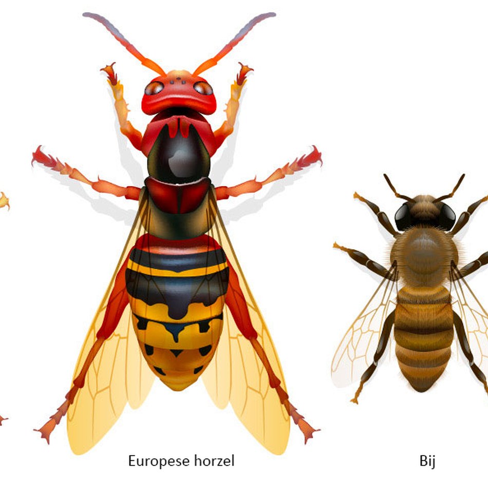 Reconnaitre le frelon asiatique_NL.jpg