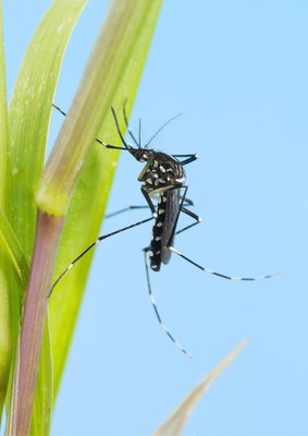 Moustique tigre : un risque sanitaire émergent