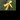 Chiens : code jaune