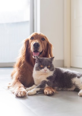 Familles d'accueil pour chiens et chats
