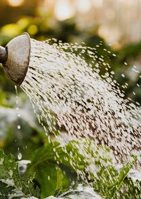 Prime : récupérateur d'eau de pluie